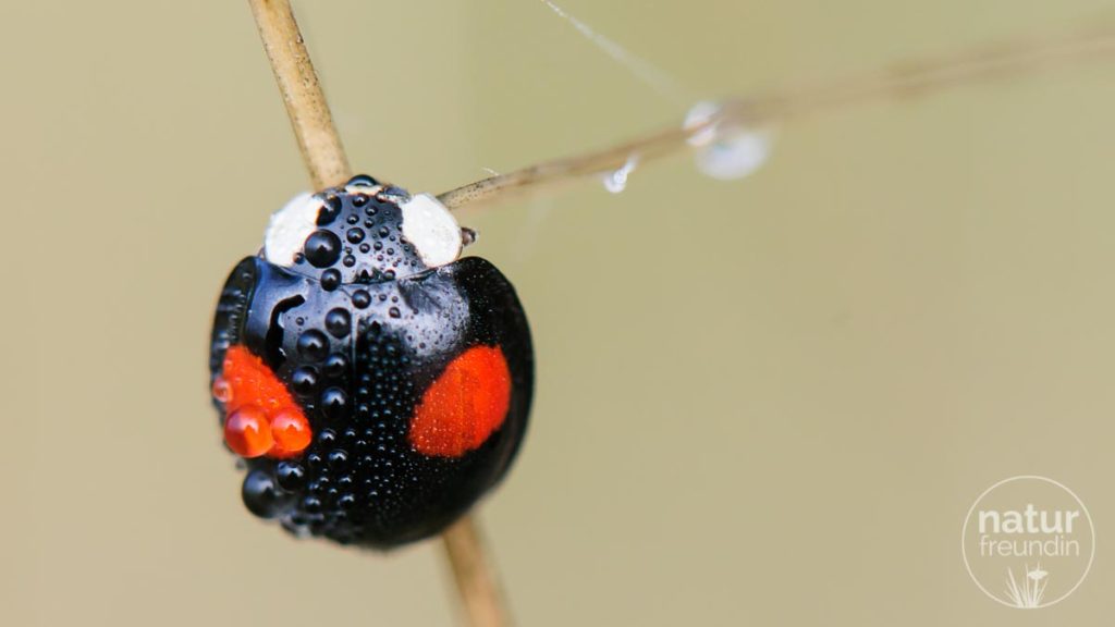 Asiatische Marienkäfer / Asian lady beetle