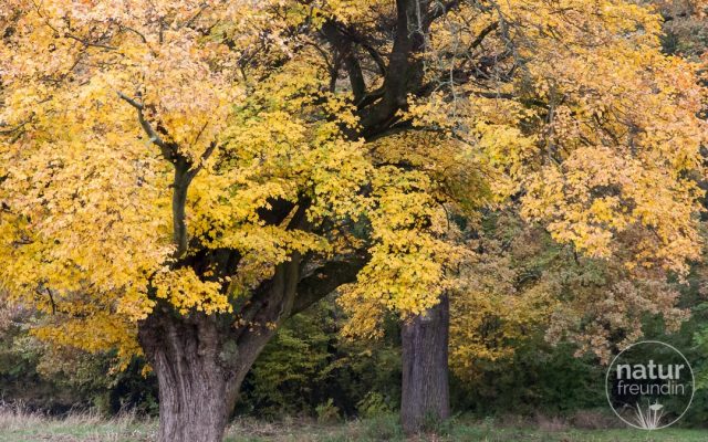 Herbst im Nationalpark: Goldene Bäume