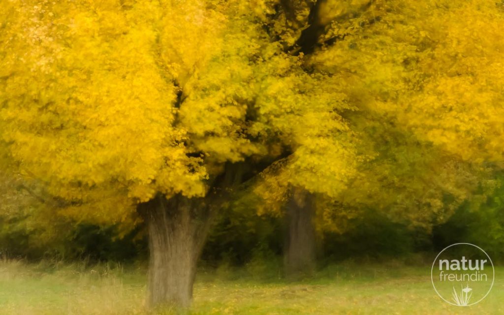 Kreative Herbstbäume