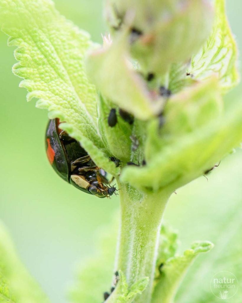 Marienkäfer fressen Blattläuse