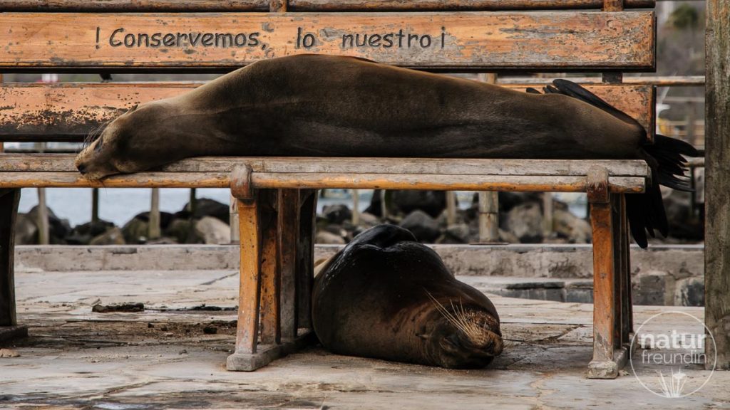 Galapagos Seelöwe