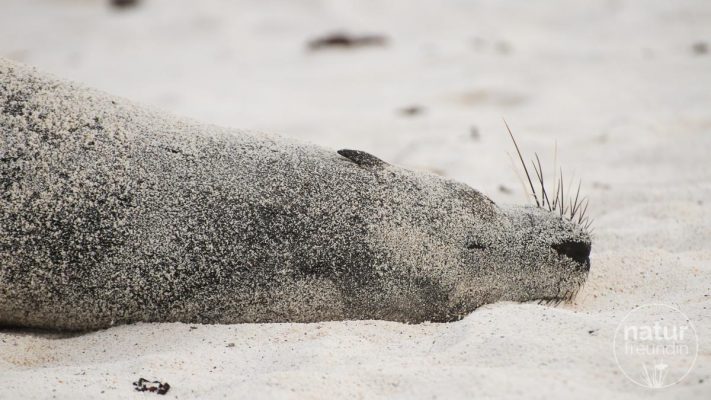 Galapagos Seelöwen / sealions