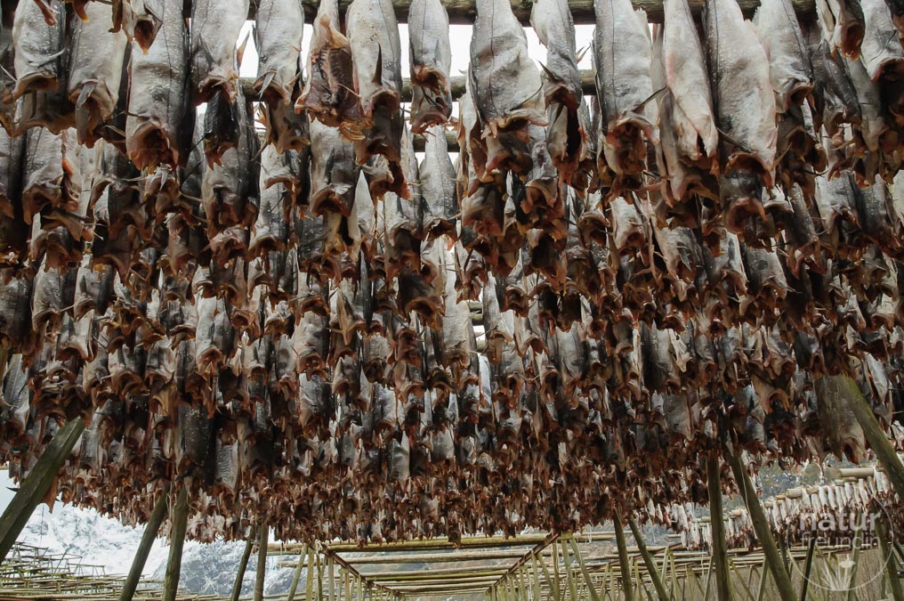 Stockfisch zum Trocknen aufgehängt, Lofoten