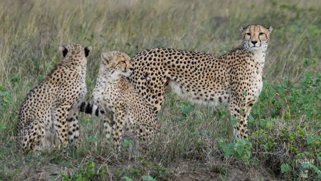 Gepard Familie