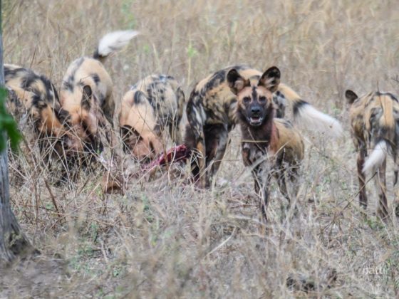 Verhör der Wildhund Bande im Chobe Nationalpark
