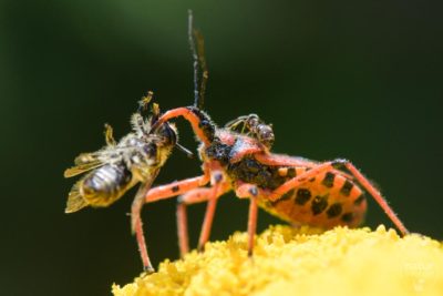 Kategorie Insekten & Spinnentiere