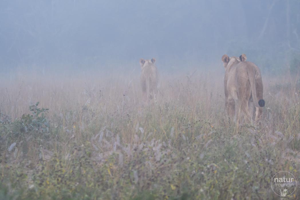 Löwen im Nebel