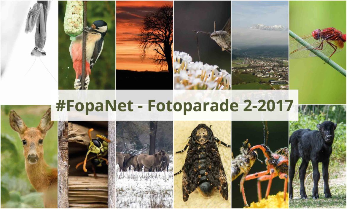 #FopaNet – meine schönsten Bilder im 2. Halbjahr 2017