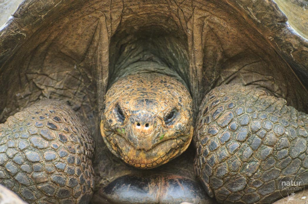 Riesenschildkröte Galapaguera