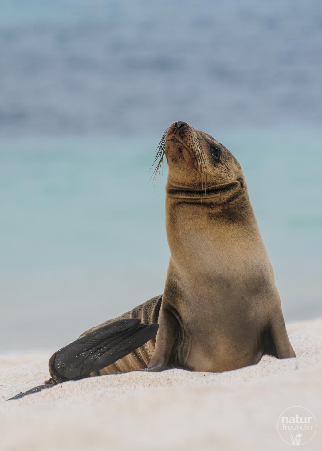 Seelöwen in Galapagos