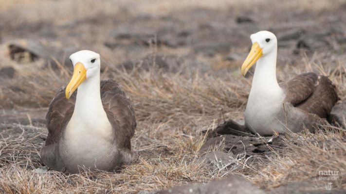 Galapagos-Albatross