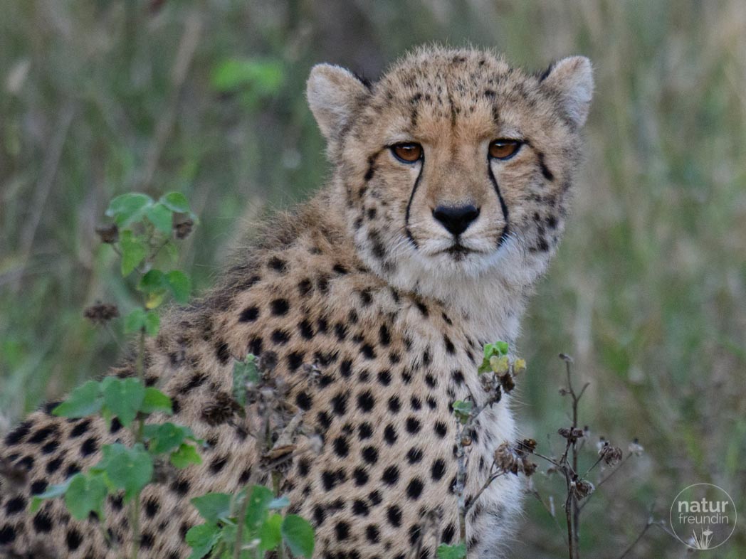 Gepard Südafrika