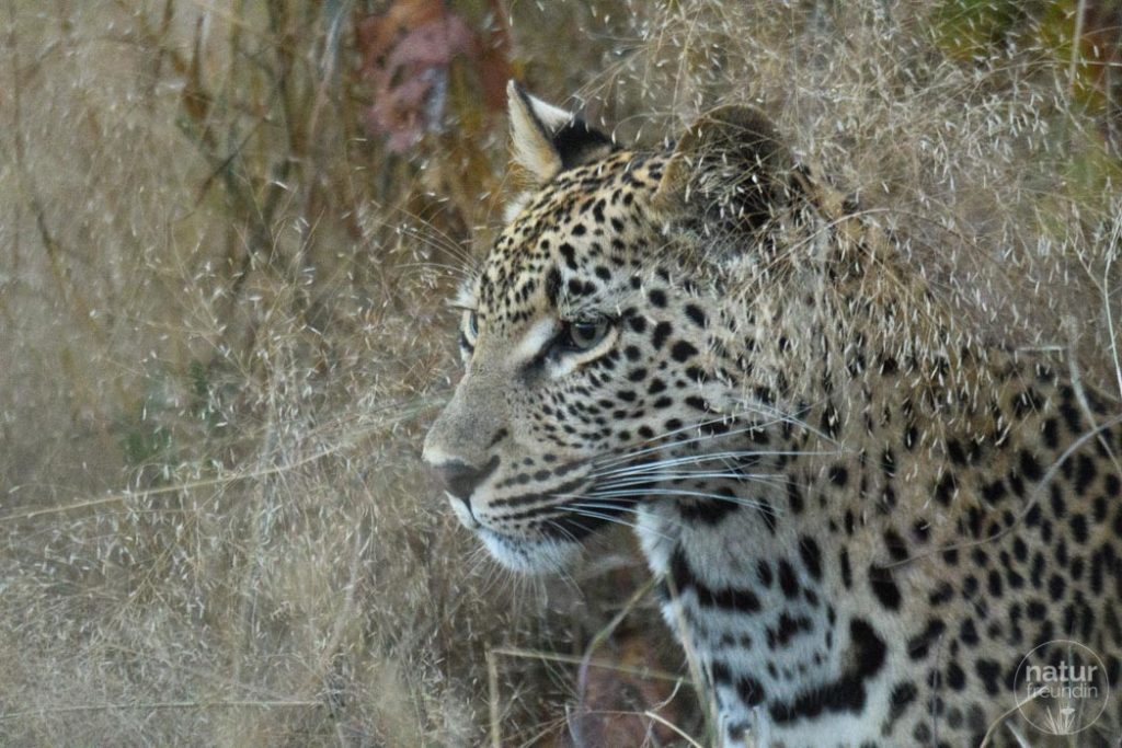 Leopard in Sabi Sabi