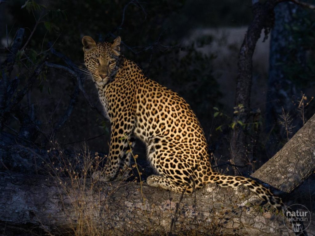 Leopard im Scheinwerferlicht