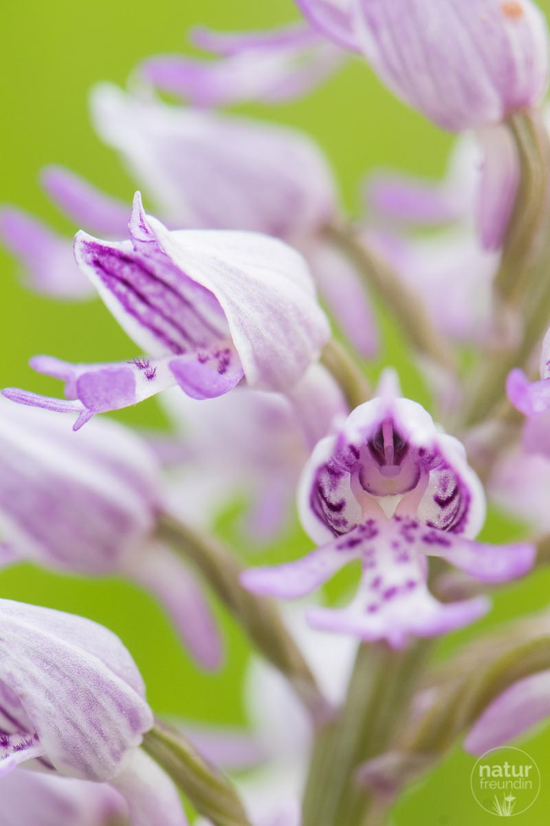 Helmknabenkraut - Wildorchideen sind ein edles Motiv für Naturfotografie
