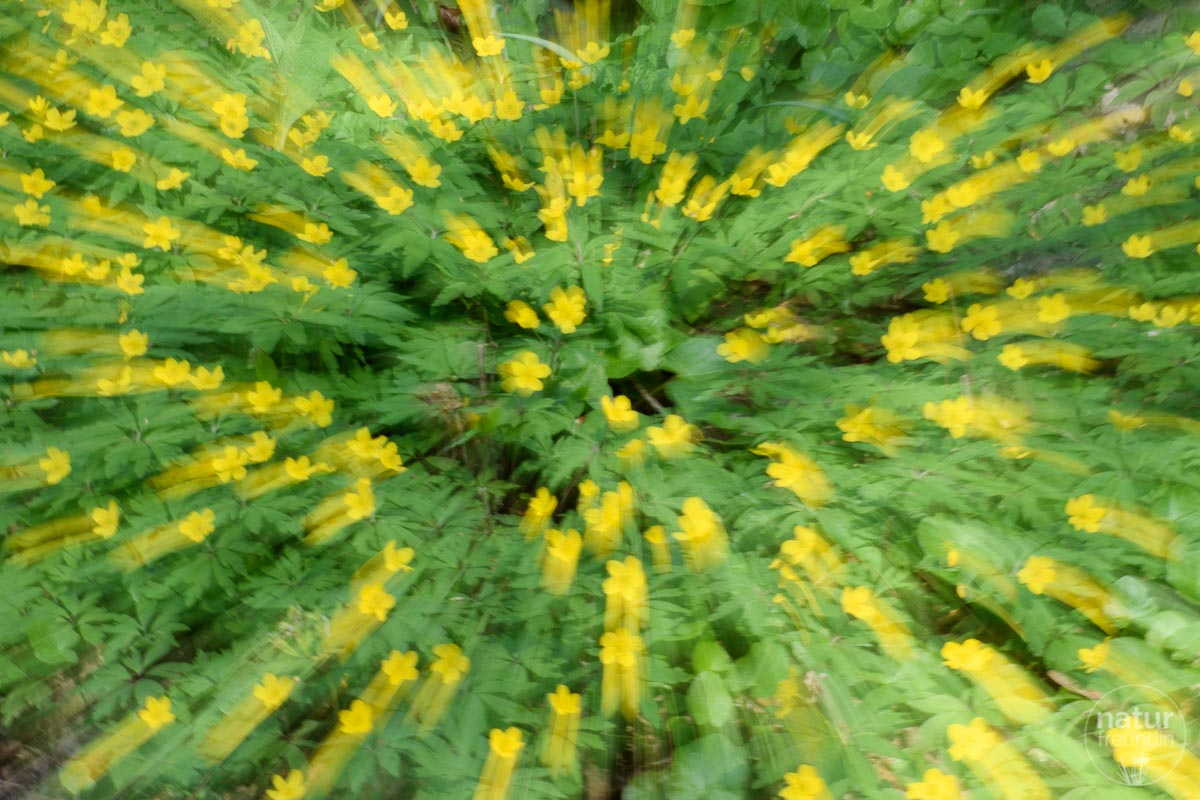 Gelbe Windröschen - Naturfotografie Frühling