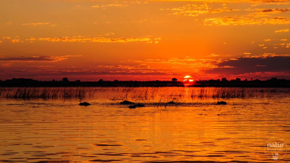 Sonnenuntergang am Chobe-River