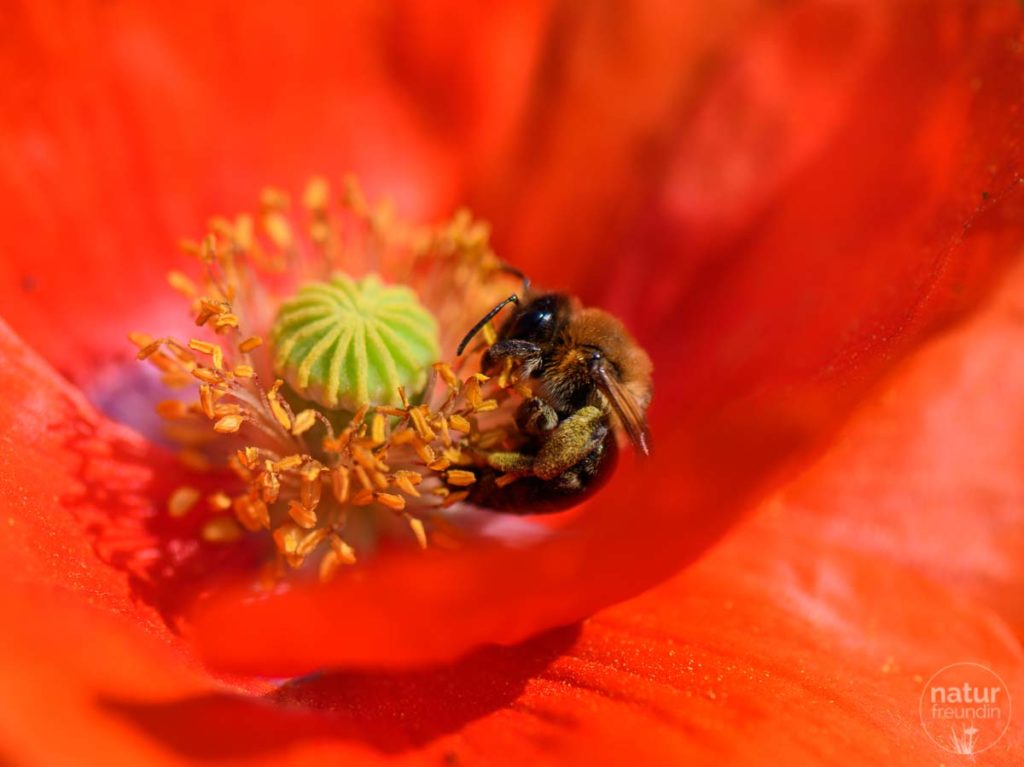 Mohnblume mit Biene