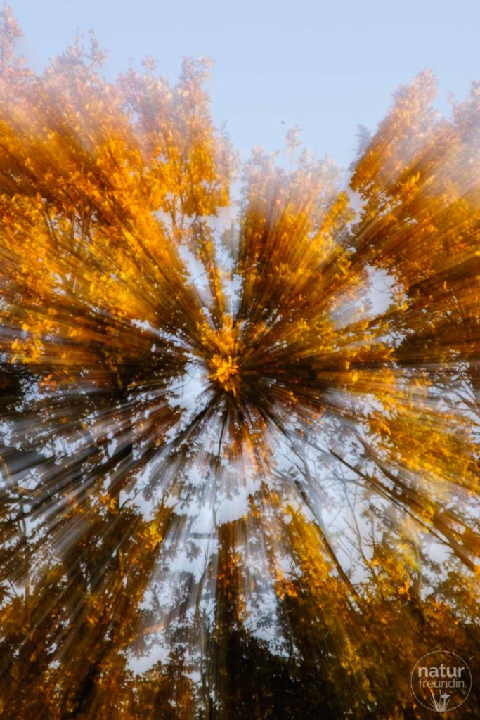 Zoom in einen Herbstbaum