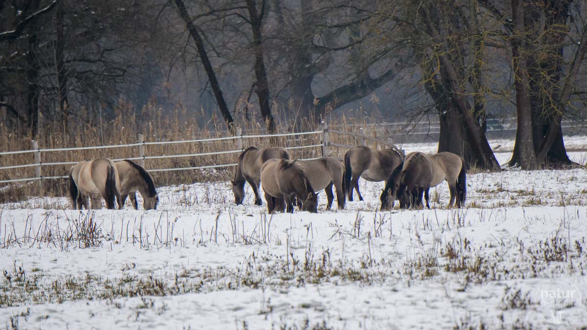 Konikpferde in Marchegg - auch im Winter ein schönes Wildlife-Motiv