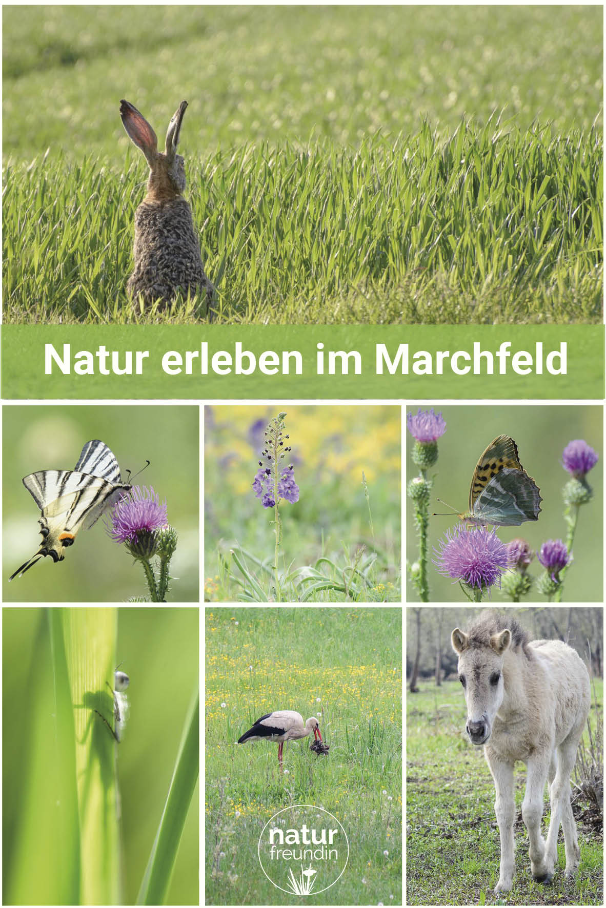 Natur erleben im Marchfeld