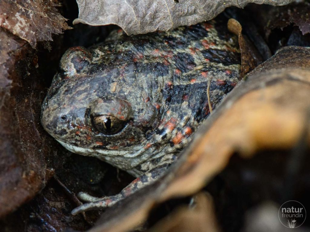 Unter Blättern versteckte Knoblauchkröte