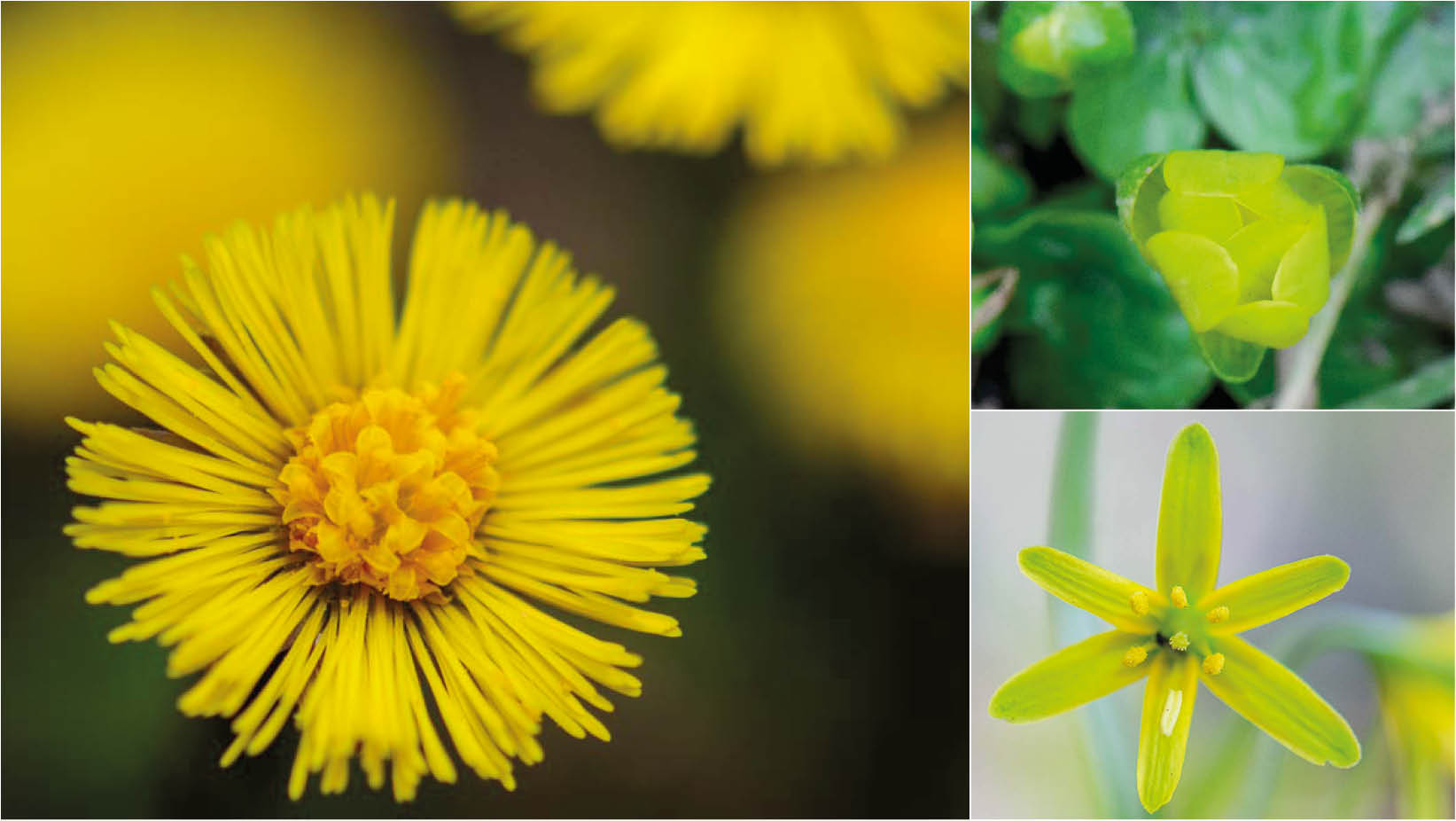 Leuchtendes Gelb - wilde Frühlingsblumen Teil 4: Huflattich, Scharbockskraut, Gelbstern
