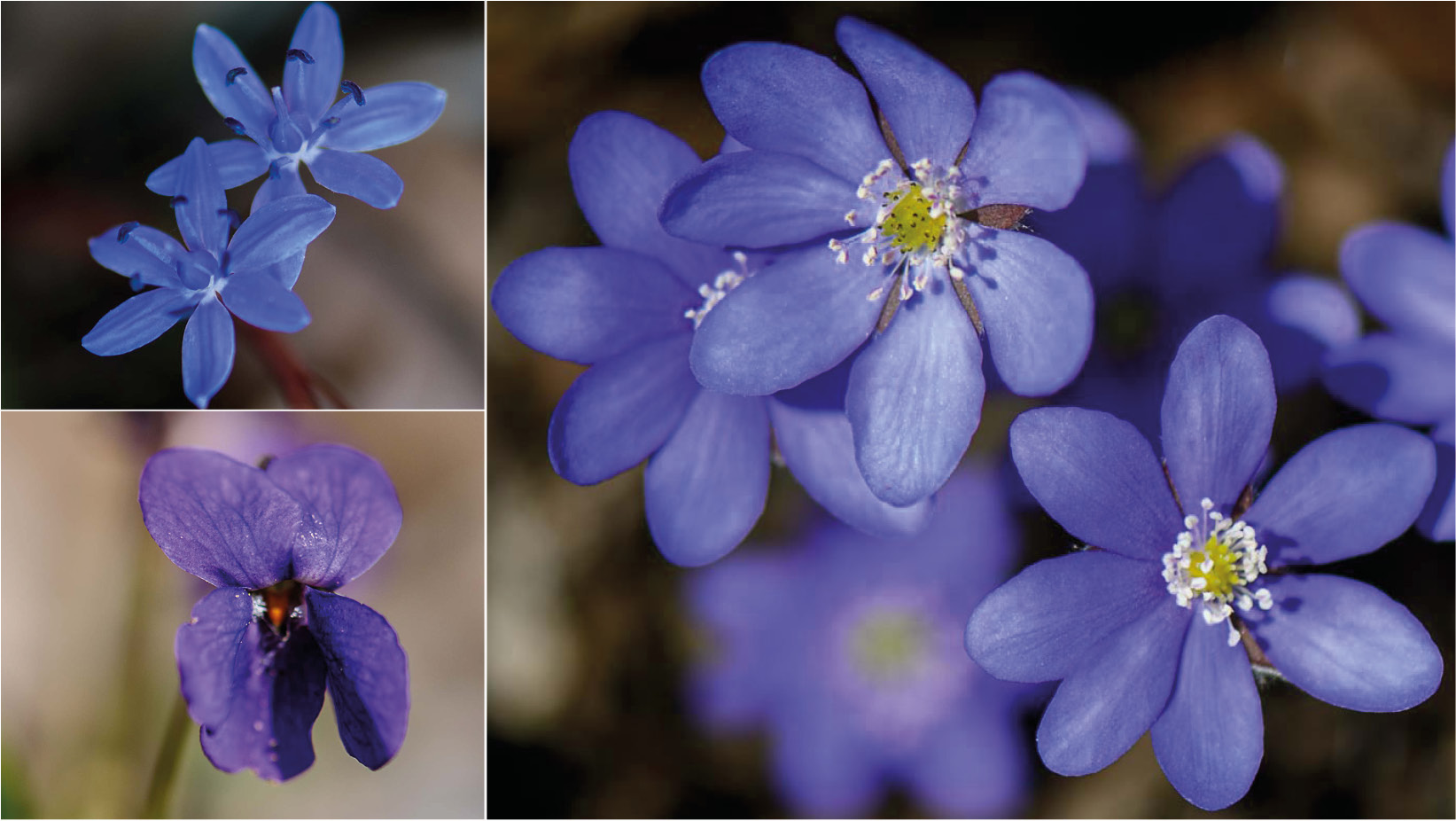 Blaue Frühblüher - Teil 5 der Frühlingsblumen-Portraits: Blaustern, Veilchen & Leberblümchen