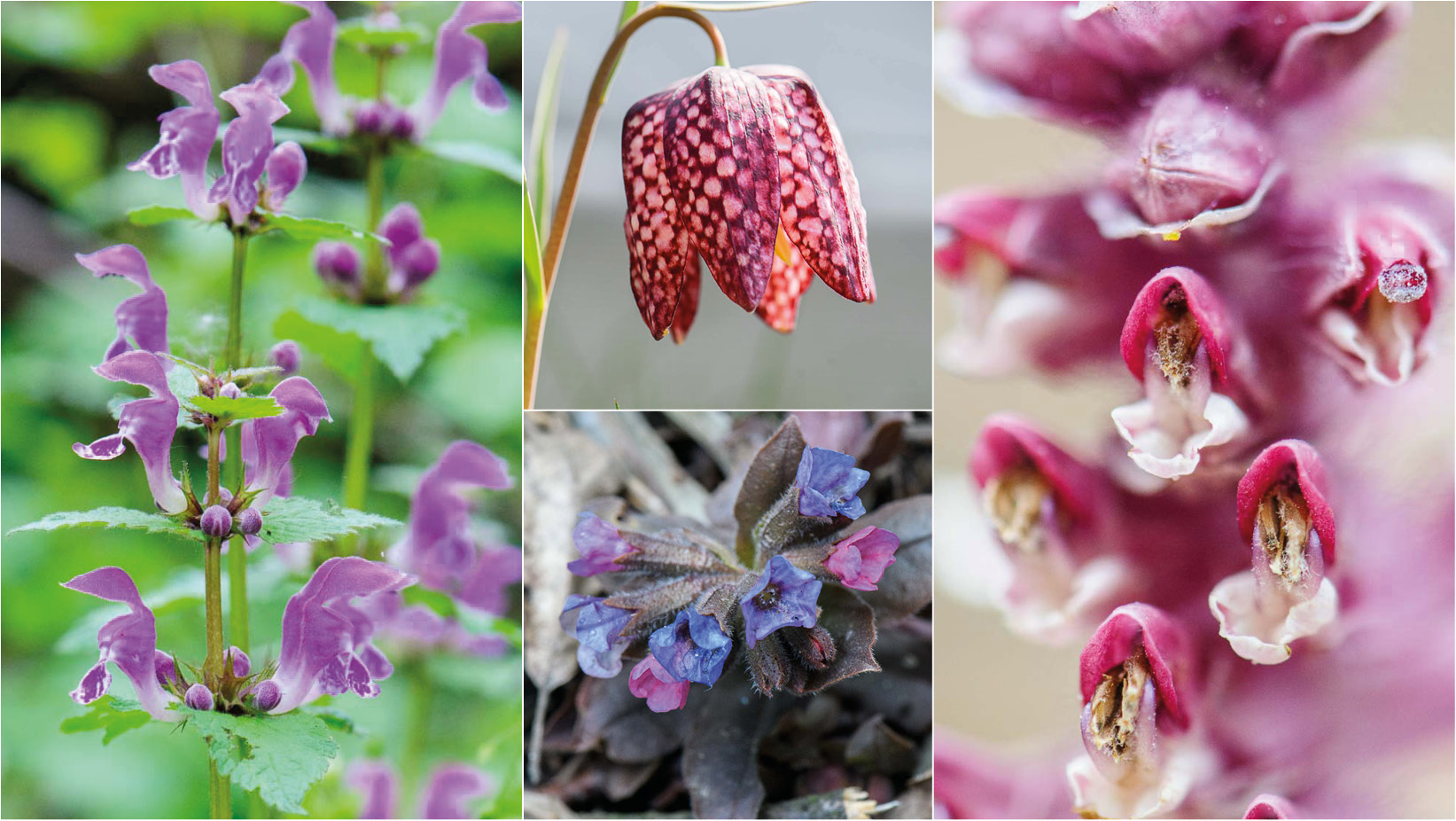 Pretty in Pink - wilde Frühlingsblumen, Teil 6 Lungenkraut, Schachblume, Schuppenwurz, Taubnessel: erfahre mehr über die Frühlingsblüher auf Wald und Wiese in Österreich
