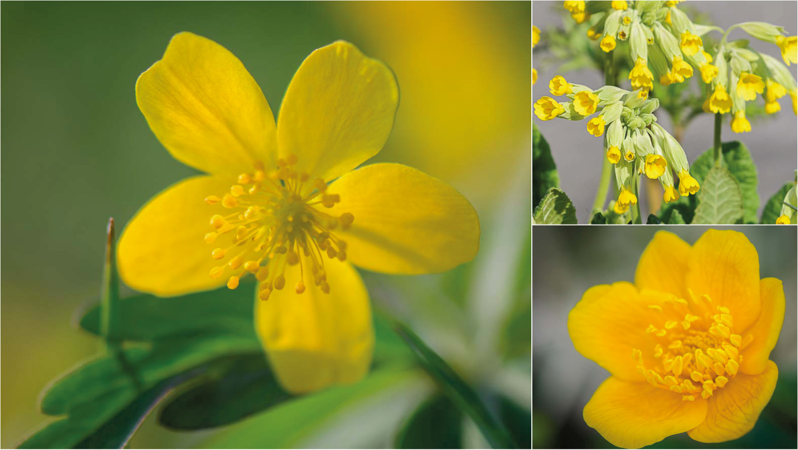 Gelbe Wildblumen im April - Teil 7 der Wildblumen Portraits Schlüsselblume, Sumpf-Dotterblume und Gelbes Windröschen bringen ab April Farbe in Österreichs Natur. Erfahren sie mehr über die Frühlingsblumen.