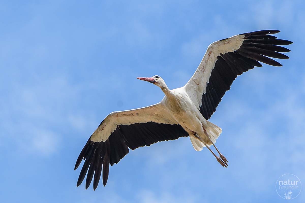 Marchegger Storch im Flug