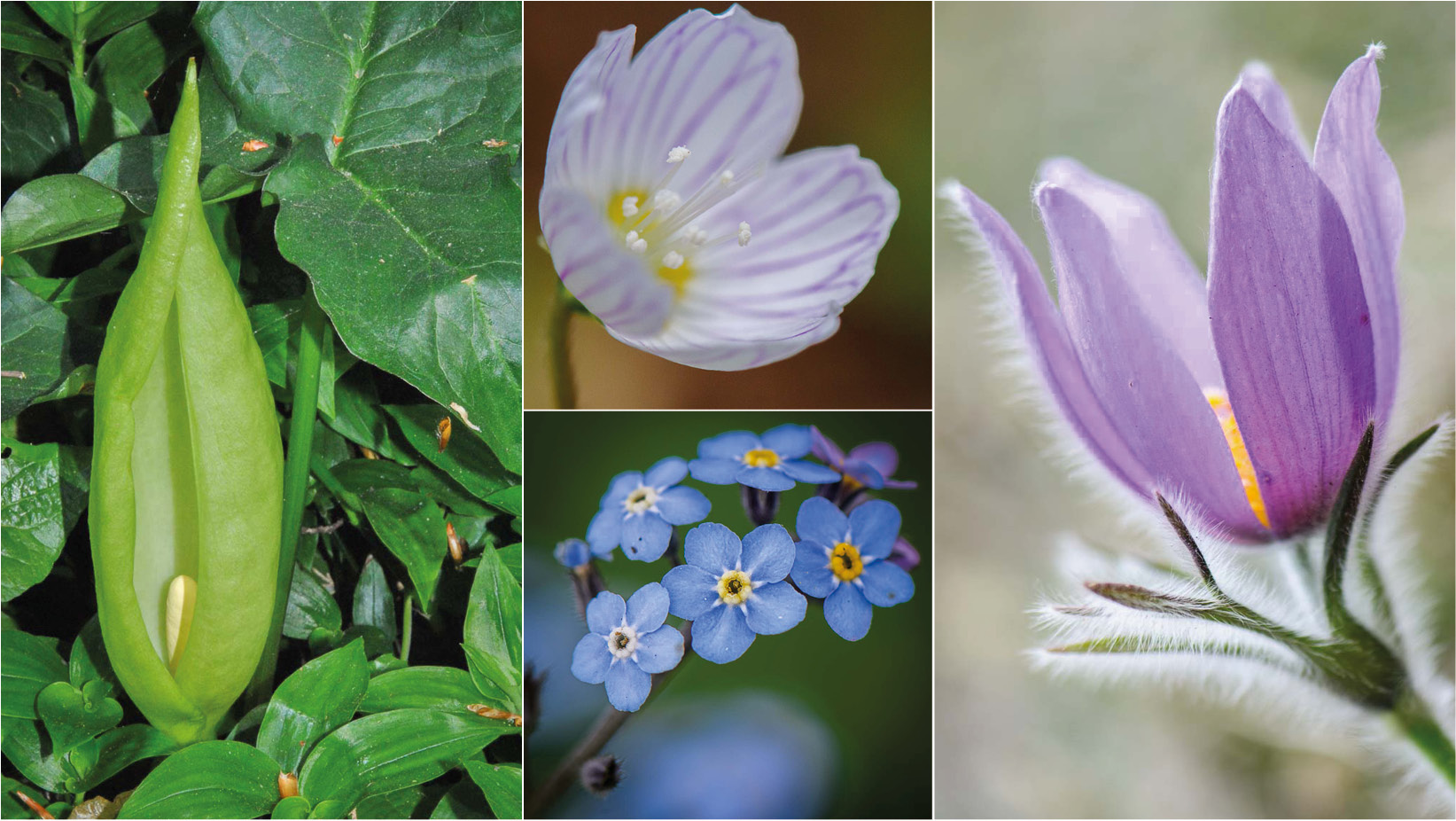 Wildblumen ab April - "28 Frühlingsboten in Wort und Bild", Teil 8 Aronstab, Vergissmeinnicht, Kuhschelle und Waldsauerklee beenden unsere Serie der wilden Frühlingsblumen in Österreich