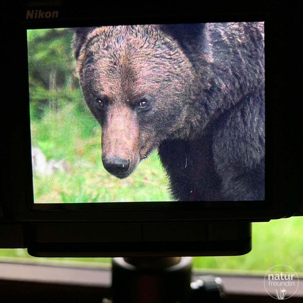 Bärenfotografie in den Karpaten 