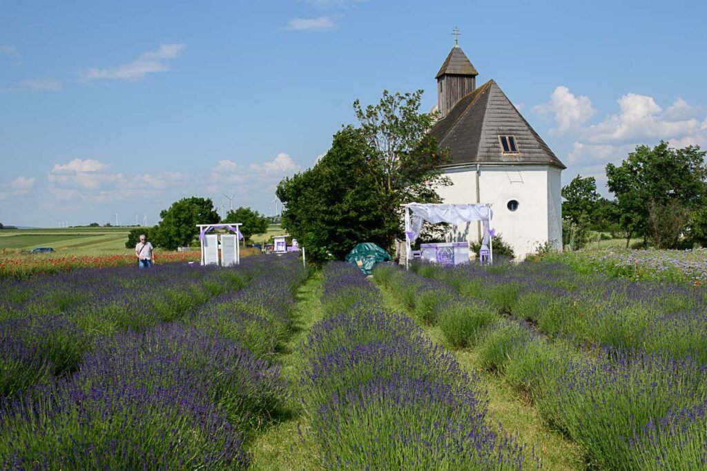 Lavendelfeld im Burgenland