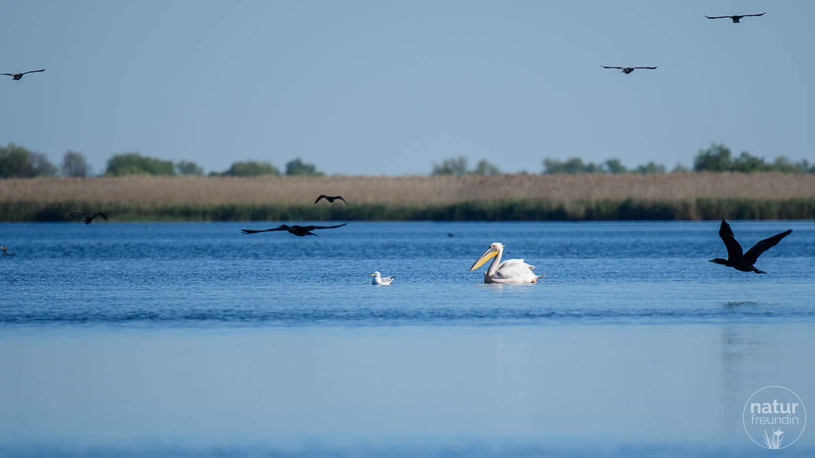 Vogelparadies und Biosphärenreservat Donaudelta