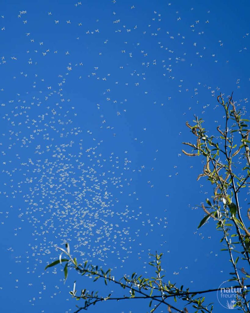 Mücken im Donaudelta, Rumänien