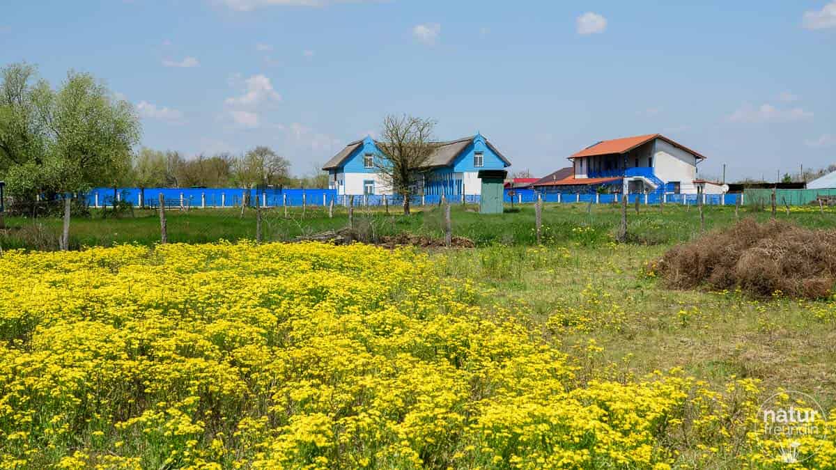 Letea Dorf im Donaudelta