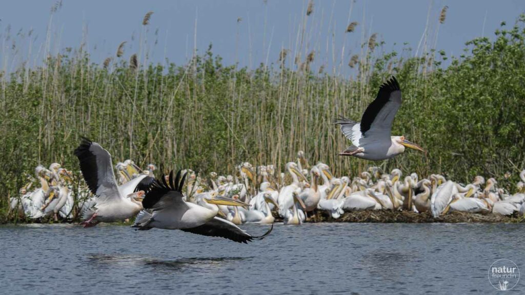 Pelikane im Donaudelta - Erfahrungsbericht Naturfotografie