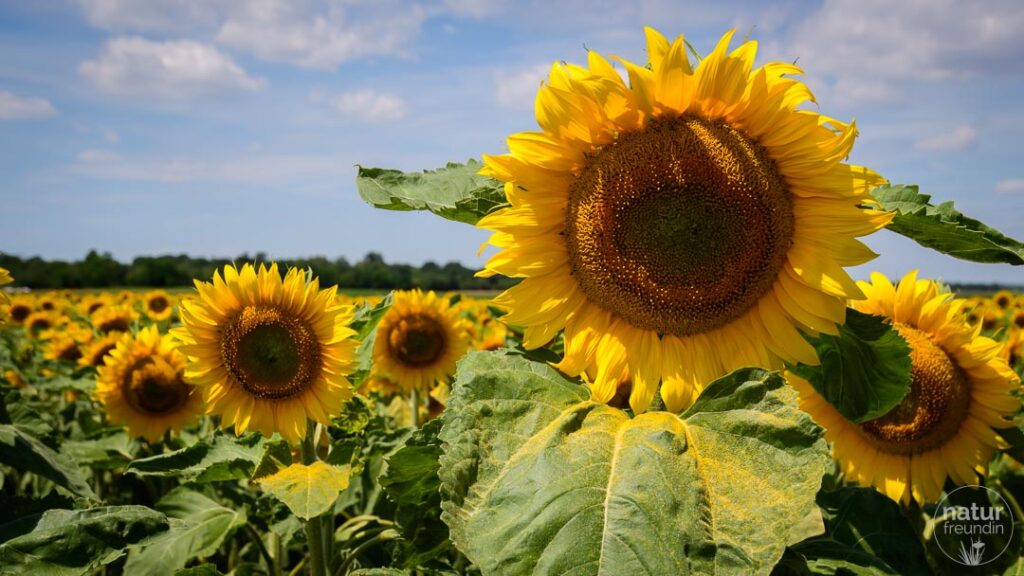 Sonnenblumenfeld im Marchfeld