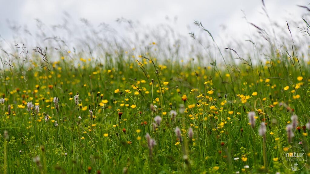 Almwiese im Sommer