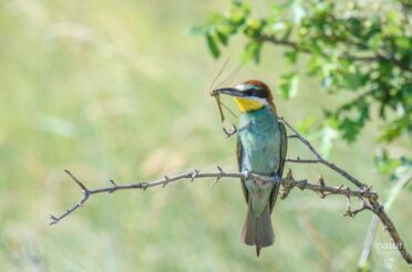 Naturfotografie im Sommer – Motive, Ideen & Tipps