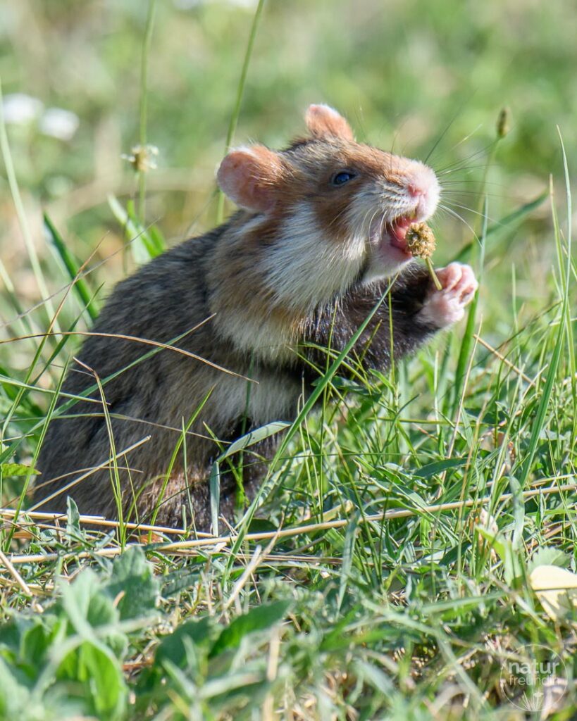 Hamster am Zentralfriedhof