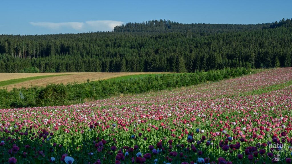 Mohnblüte im Waldviertel