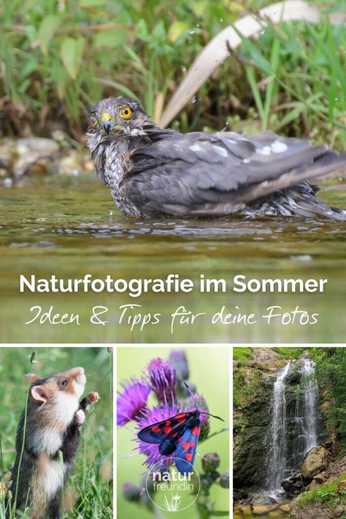 Naturfotografie im Sommer - Tipps, Ideen und Motive 