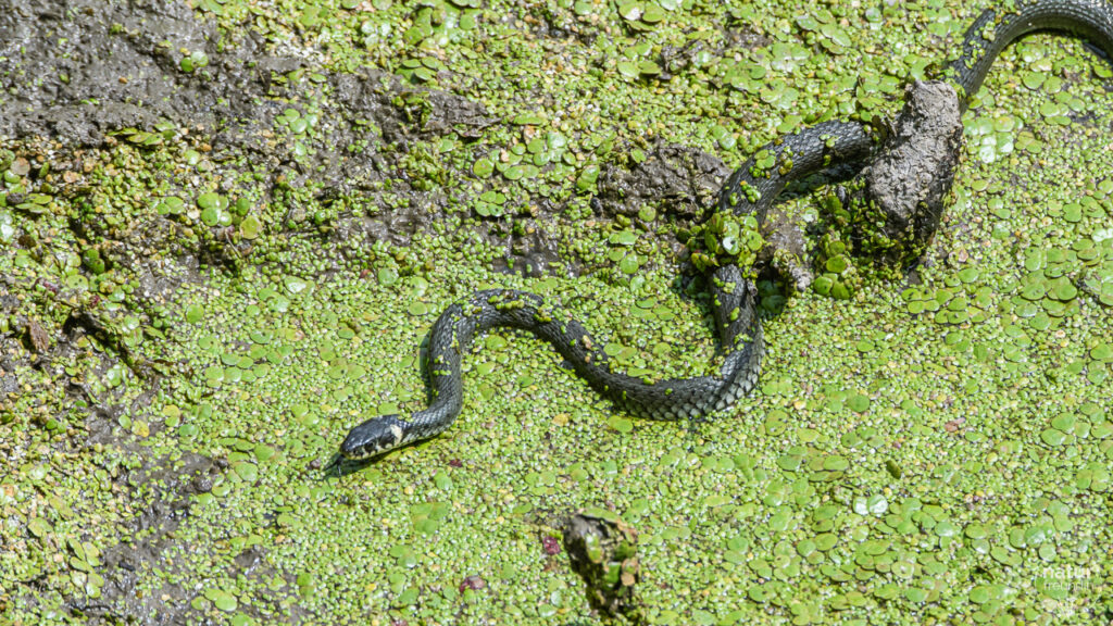 Ringelnatter auf Wasserlinsen